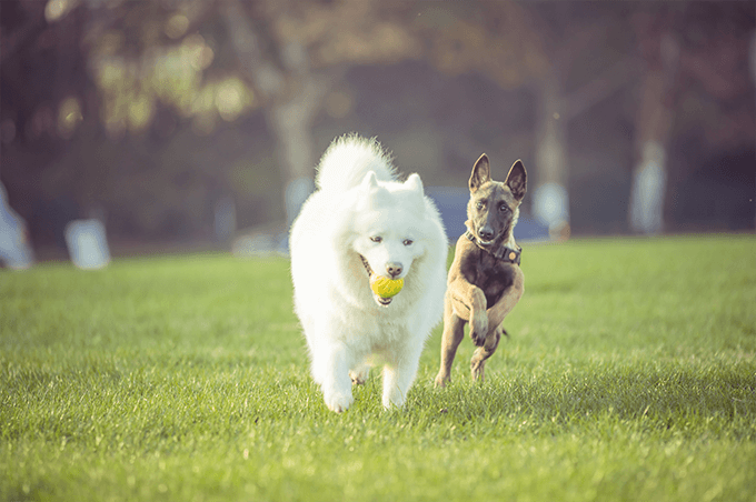 Kutyák egymáshoz szoktatása