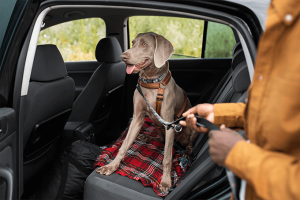 autós biztonsági kutyahám tudnivalók