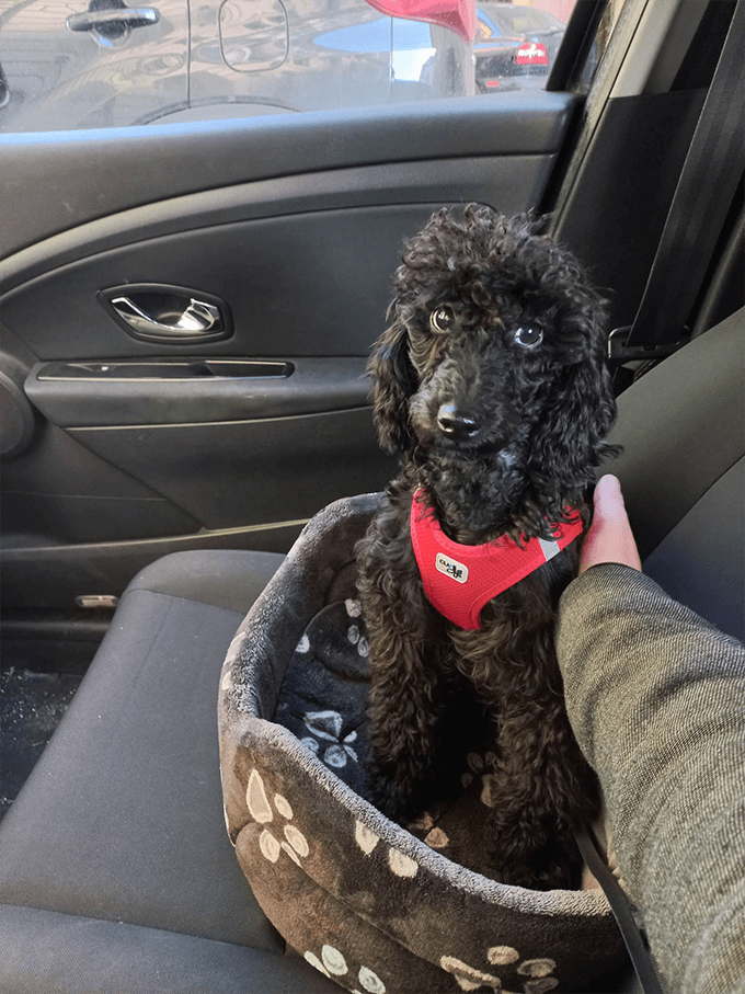kistestű kutya szállítása autóban