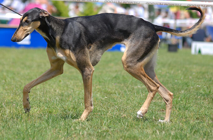 lengyel agár - polish greyhound