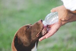Mennyi vizet kell inni a kutyának